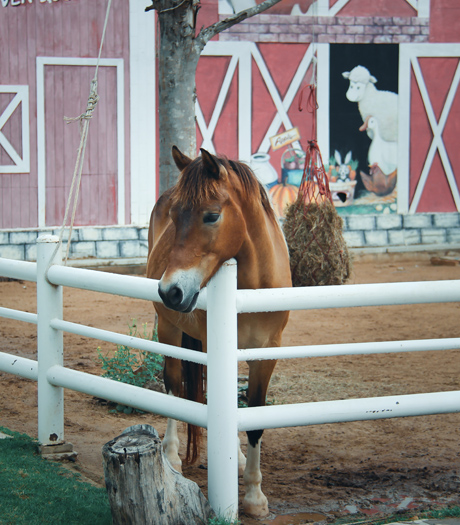 Horse Livery Services